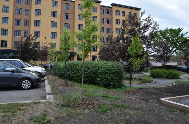 Ces nouveaux arbres feront de l'ombre sur le stationnement