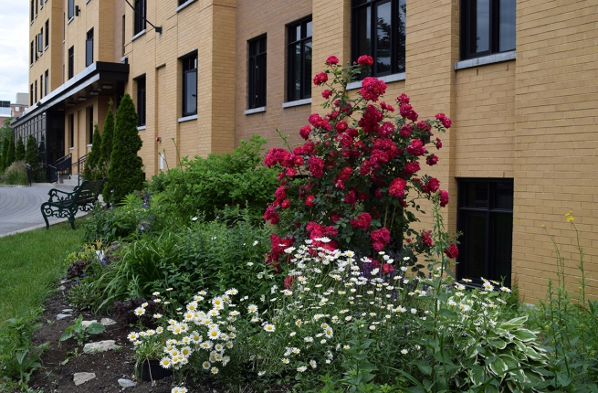 Un beau rosier planté par une employée