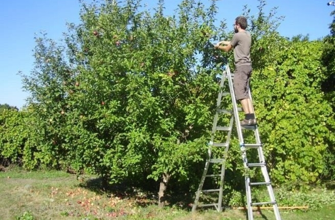 Taille et traitement des arbres fruitiers. Crédit photo : YQQ